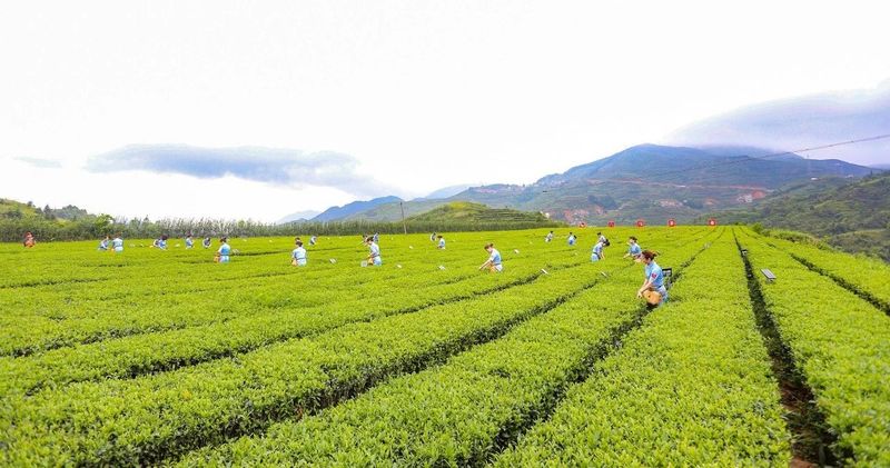 茶庄园范本来了!看这5种新模式