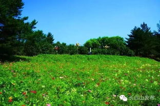 湿地生态旅游精品景点 长白山花海