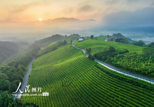 安徽旌德 茶旅融合 茶山变金山